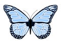 Butterfly Royalty Free Stock Photo