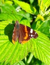 colorful butterfly on green leaves, close-up picture