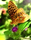 Butterfly