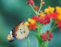 Butterfly Royalty Free Stock Photo