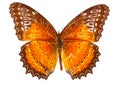 Butterfly Royalty Free Stock Photo