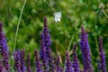 butterfly Ã°Å¸Â¦â¹ on a purple flower