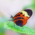 Butterfly Royalty Free Stock Photo