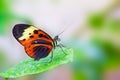 Butterfly Royalty Free Stock Photo