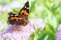 Butterfly Royalty Free Stock Photo