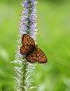 Butterfly Royalty Free Stock Photo