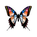 Butterfly 3