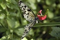 Butterfly Royalty Free Stock Photo