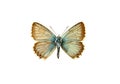 Butterfly Royalty Free Stock Photo