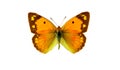 Butterfly Royalty Free Stock Photo