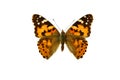 Butterfly Royalty Free Stock Photo