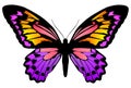 Butterfly 6