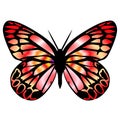 Butterfly 9