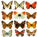 Butterfly Royalty Free Stock Photo