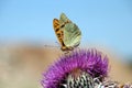 Butterfly on absorption of food