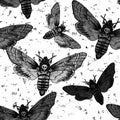 Seamless pattern. Butterfly Acherontia atropos dead head, adam's head. Black and white graphics handmade. Pattern