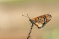 Butterfly - Acraea violae on dry stick