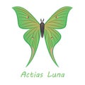 Butterfly Actias Luna Royalty Free Stock Photo