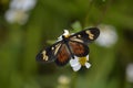 Butterfly (Actinote pellenea) pollinating flowers in the middle of the forest. Royalty Free Stock Photo