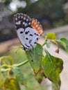 Butterfly adding colours to nature