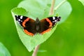 Butterfly Admiral sits on a branch of a bush.