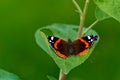 Butterfly Admiral sits on a branch of a bush. Royalty Free Stock Photo