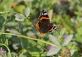 butterfly Admiral (Vanessa atalanta) family of Nymphalidae sitting on a flower clover Shamrock (TrifÃÂ³lium) of the legume family Royalty Free Stock Photo