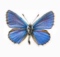 Butterfly - Adonis Blue Royalty Free Stock Photo
