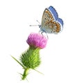 Butterfly Adonis blue on Thistle flower. Royalty Free Stock Photo