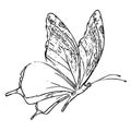 Butterfly Adult Coloring Book Black White Sketch Cartoon