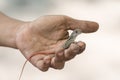 Butterfly Agama Lizard (Leiolepis Cuvier) in hand Royalty Free Stock Photo