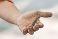 Butterfly Agama Lizard (Leiolepis Cuvier) in hand Royalty Free Stock Photo