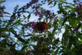 Butterfly Aglais io on Buddleja davidii `Flower-Power` flowers in October. Aglais io is a colorful butterfly. Berlin, Germany Royalty Free Stock Photo