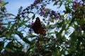 Butterfly Aglais io on Buddleja davidii `Flower-Power` flowers in October. Aglais io is a colorful butterfly. Berlin, Germany Royalty Free Stock Photo