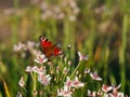 Butterfly aglais io sits on Flowering rush flower eating nectar on river bank in summer sunny