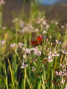 Butterfly aglais io sits on Flowering rush flower eating nectar on river bank in summer sunny