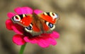 Butterfly Aglais Peacock butterfly on a daisy flower gerbera in the garden