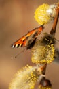 Butterfly Aglais urticae on flower Royalty Free Stock Photo