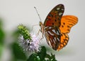 Butterfly (Agraulis Vanillae) Royalty Free Stock Photo