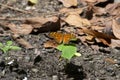 Butterfly (Agraulis vanillae) under the leaf of a maxixe or gherkin plantule (Cucumis anguria) . Royalty Free Stock Photo