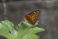 Butterfly (Agraulis vanillae) under the leaf of a maxixe or gherkin plantule (Cucumis anguria) Royalty Free Stock Photo