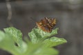 Butterfly (Agraulis vanillae) under the leaf of a maxixe or gherkin plantule (Cucumis anguria) Royalty Free Stock Photo