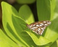 Butterfly Agraulis Royalty Free Stock Photo