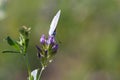 Butterfly on alfalfa flower Royalty Free Stock Photo