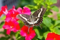 a butterfly alight on a vibrant geranium bloom