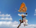 Butterfly on almond almods tree flower background srping isolated blue sky