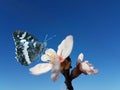 Butterfly almond almods tree flower background srping isolated blue sky Royalty Free Stock Photo