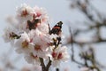 Butterfly on almond tree flower Royalty Free Stock Photo