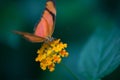 butterfly alone orange and black posed in color in a garden Royalty Free Stock Photo