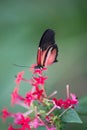 butterfly alone red white and black laid in color in summer on a red flower on green and white backgrounds Royalty Free Stock Photo